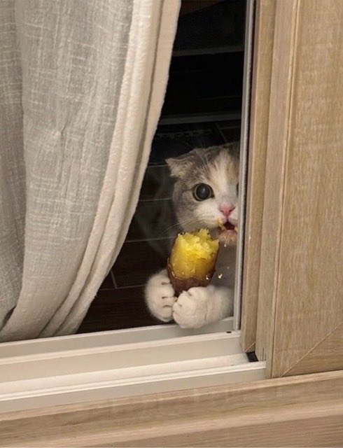 猫しか勝たん tweet media