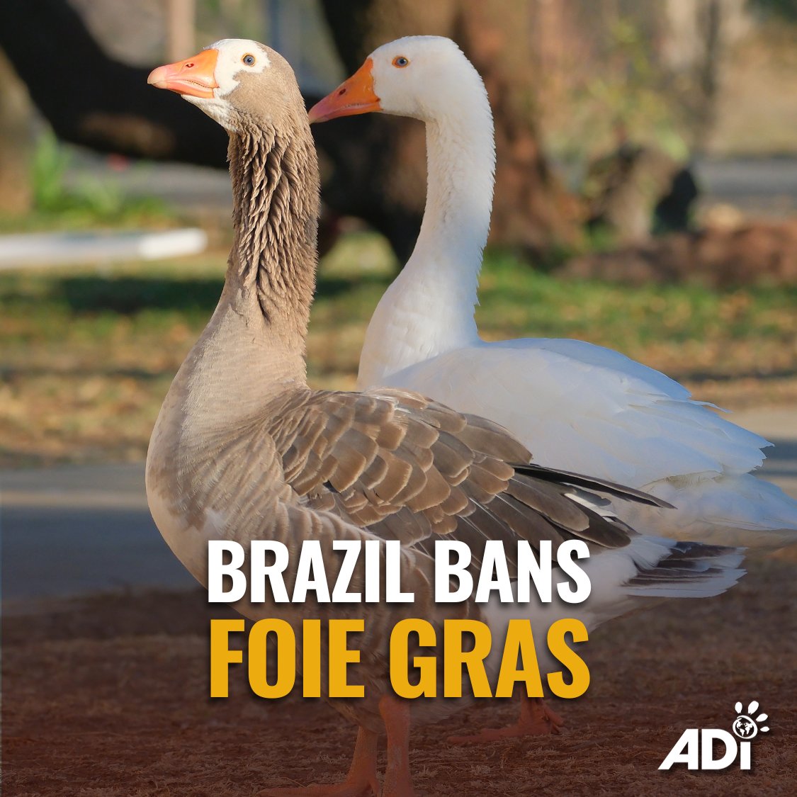 AnimalDefenders's tweet photo. VICTORY! In a landmark win for ducks and geese, Brazil has banned foie gras nationwide. The industry force-feeds birds through tubes, causing their livers to become abnormally enlarged. Brazil joins a growing movement against the practice. #EmptyTheCages https://t.co/bLsST00oBI