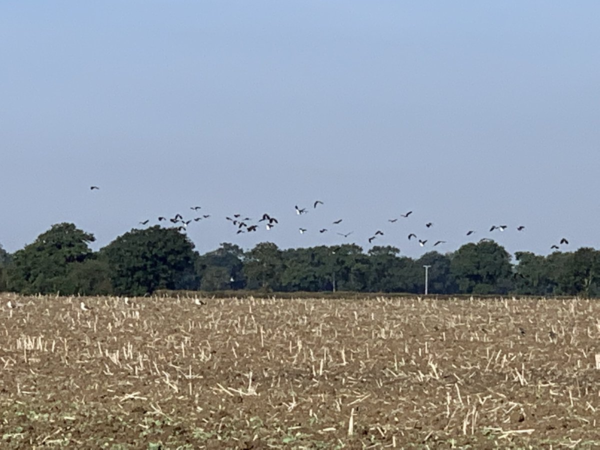 CharlesAnyan's tweet photo. The natural environment is a big thing we focus on in #Springthorpe. We certainly donโt farm regeneratively, but we do build the birds and the bees into everything we do ๐
#BackBritishFarming ๐ฌ๐ง๐ฌ๐ง
#Farm24๐ช https://t.co/ZQvW3SKnaa