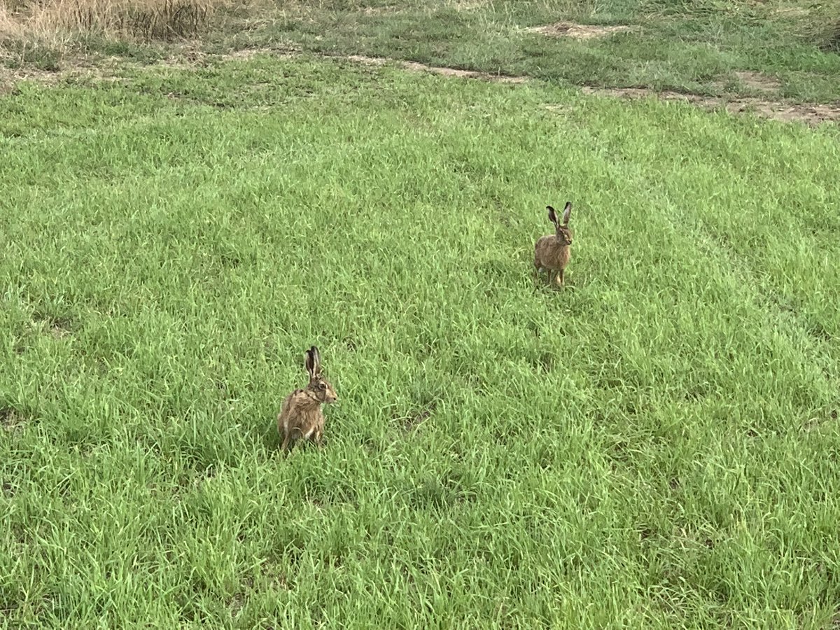 CharlesAnyan's tweet photo. The natural environment is a big thing we focus on in #Springthorpe. We certainly donโt farm regeneratively, but we do build the birds and the bees into everything we do ๐
#BackBritishFarming ๐ฌ๐ง๐ฌ๐ง
#Farm24๐ช https://t.co/ZQvW3SKnaa