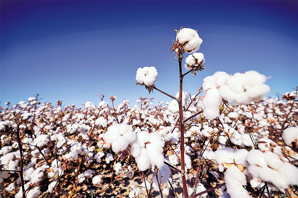 SunSirsCom's tweet photo. SunSirs: The Market Grappled with the Impact of High Temperatures on the Cotton Crop and the Implementation of State Reserve Sales in July
https://t.co/gIGluE87ZY
#SunSirs #China #Price #News #Market #Commodity #Textiles #Cotton https://t.co/nkaTLeSAAQ