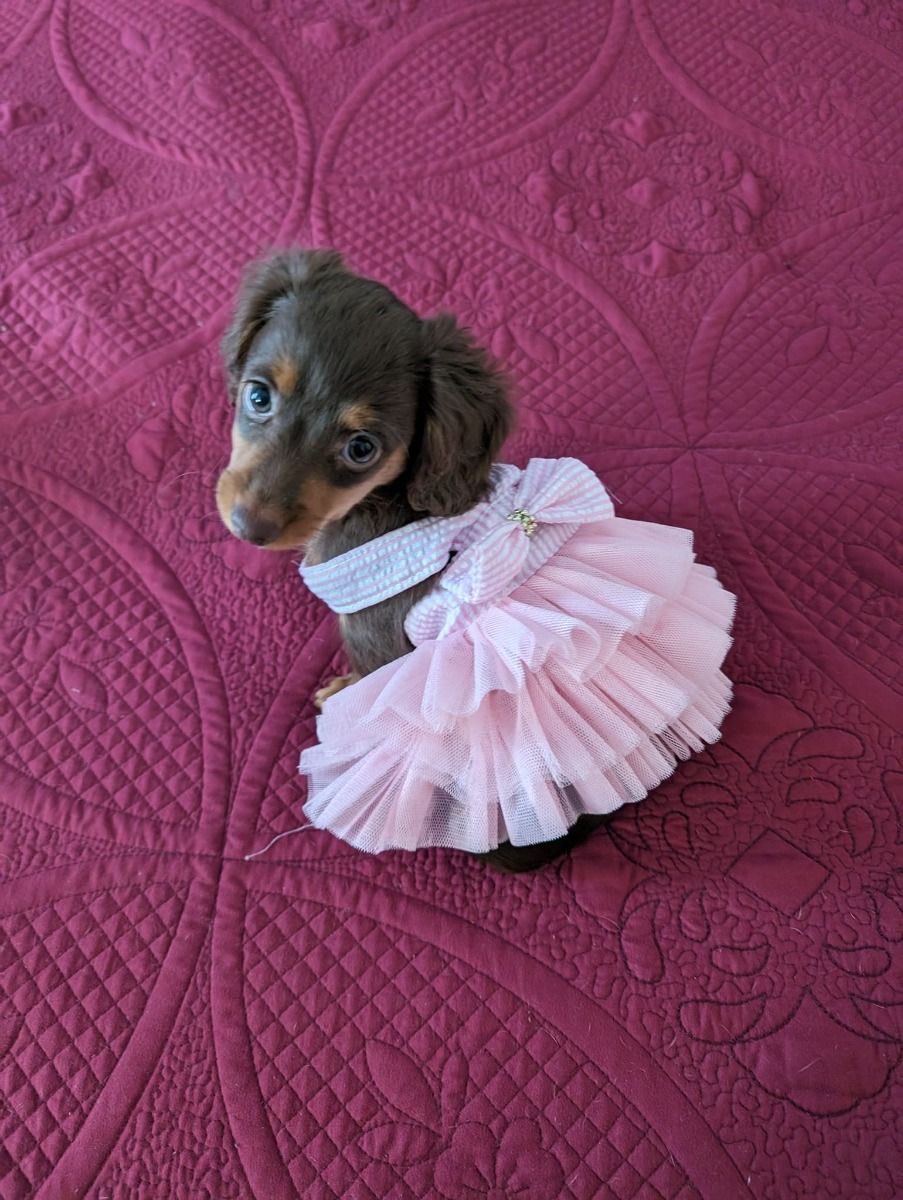 HPhucX's tweet photo. tiny princess https://t.co/R0VjbMnWdR
