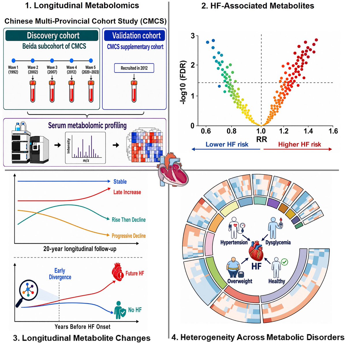 MedicalTel6223's tweet photo. 🔬 BREAKING from Circulation:

A landmark 20‑year longitudinal metabolomic study led by Prof. Jing Liu and Prof. Yue Qi from Beijing Anzhen Hospital, Capital Medical University, and Prof. Lemin Zheng from Peking University Institute of Cardiovascular Sciences — based on 4,774 serum samples collected at 4 time points from 1,728 HF‑free participants in the Chinese Multi‑Provincial Cohort Study — provides the first comprehensive temporal landscape of metabolic alterations preceding heart failure (HF) onset.

✅ 23 metabolites were associated with HF risk at FDR‑adjusted P < 0.05 — including 9 novel metabolites not previously linked to HF
✅ Metabolic divergence began >5 years before clinical diagnosis, with most changes initiating 15 to 20 years before clinical manifestation — revealing a previously unrecognized window for early intervention
✅ Four distinct trajectory clusters were identified: risk‑associated metabolites remained relatively stable or increased, while protective metabolites (e.g., specific glycerophospholipids) showed progressive decline — reflecting signatures of accelerated biological aging
✅ Population heterogeneity was striking:

Hypertension — metabolites involved in energy metabolism and vasodilatory response

Obesity — metabolites linked to lipotoxic effects and oxidative stress

Dysglycemia — metabolites related to inflammatory processes and glucocorticoid mechanisms
✅ Metabolites were consistently associated with NT‑proBNP and cTnT, supporting their relevance to cardiac dysfunction in HF pathophysiology

This study fundamentally expands our understanding of HF pathogenesis by mapping the metabolic trajectory over two decades before clinical onset and revealing distinct metabolic signatures across different risk factor profiles — paving the way for metabolically tailored prevention and early intervention strategies. 🇨🇳���

📄 Read the full paper: Metabolomic Profiles and Changes During the 20 Years Preceding Heart Failure
🔗 DOI: 10.1161/CIRCRESAHA.126.328542

#Circulation #HeartFailure #Metabolomics #LongitudinalStudy #PrecisionMedicine #Cardiology