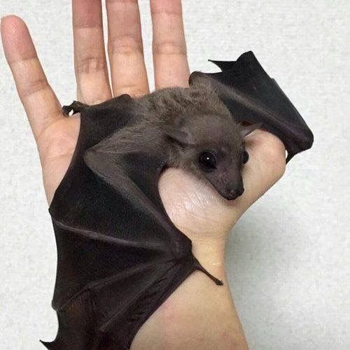 batincrisis's tweet photo. Me as a baby!!! 🦇 https://t.co/bOftdGddYX