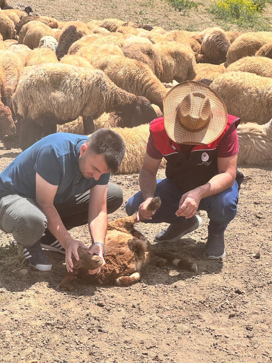 idiltarim's tweet photo. Göçer Yetiştiricilerimizle Yaylada Omuz Omuza 💪

Yaz aylarında artan sıcaklıklar ve meraların yetersiz kalması nedeniyle ilçemizden Şırnak'ın Beytüşşebap ilçesindeki yaylalara göç eden yetiştiricilerimizi ziyaret ettik.
+ https://t.co/bxvSqlVPXH