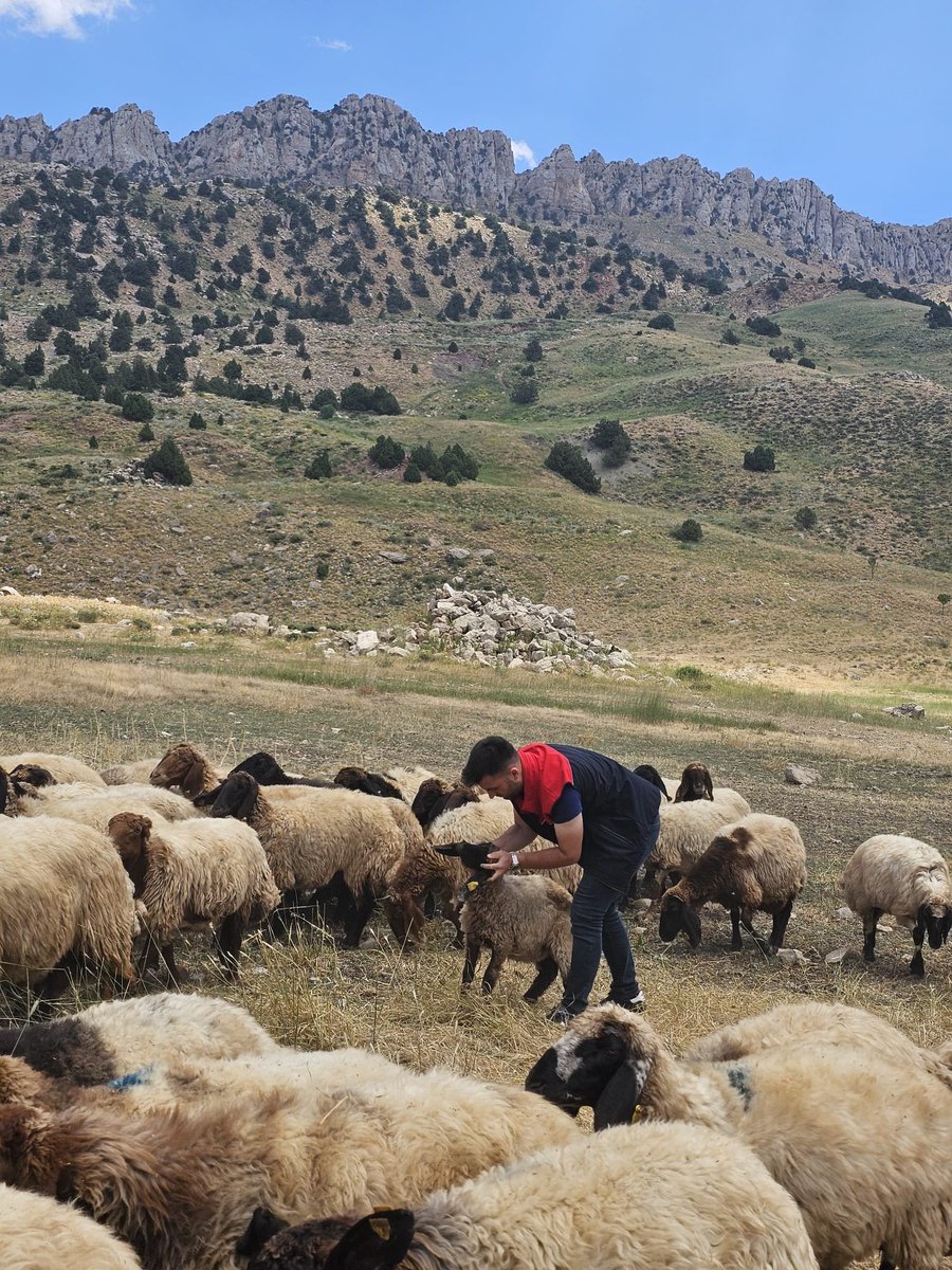 idiltarim's tweet photo. Ziyaret kapsamında;  Küçükbaş hayvanların genel sağlık taramaları yapıldı.Koruyucu hekimlik uygulamaları ve sürü sağlığının korunmasına yönelik bilgilendirmelerde bulunuldu.
Yaz dönemi hayvan bakımı, besleme ve hayvan refahına ilişkin üreticilerimizle değerlendirmeler yapıldı.
+ https://t.co/kt5OnAK9QH