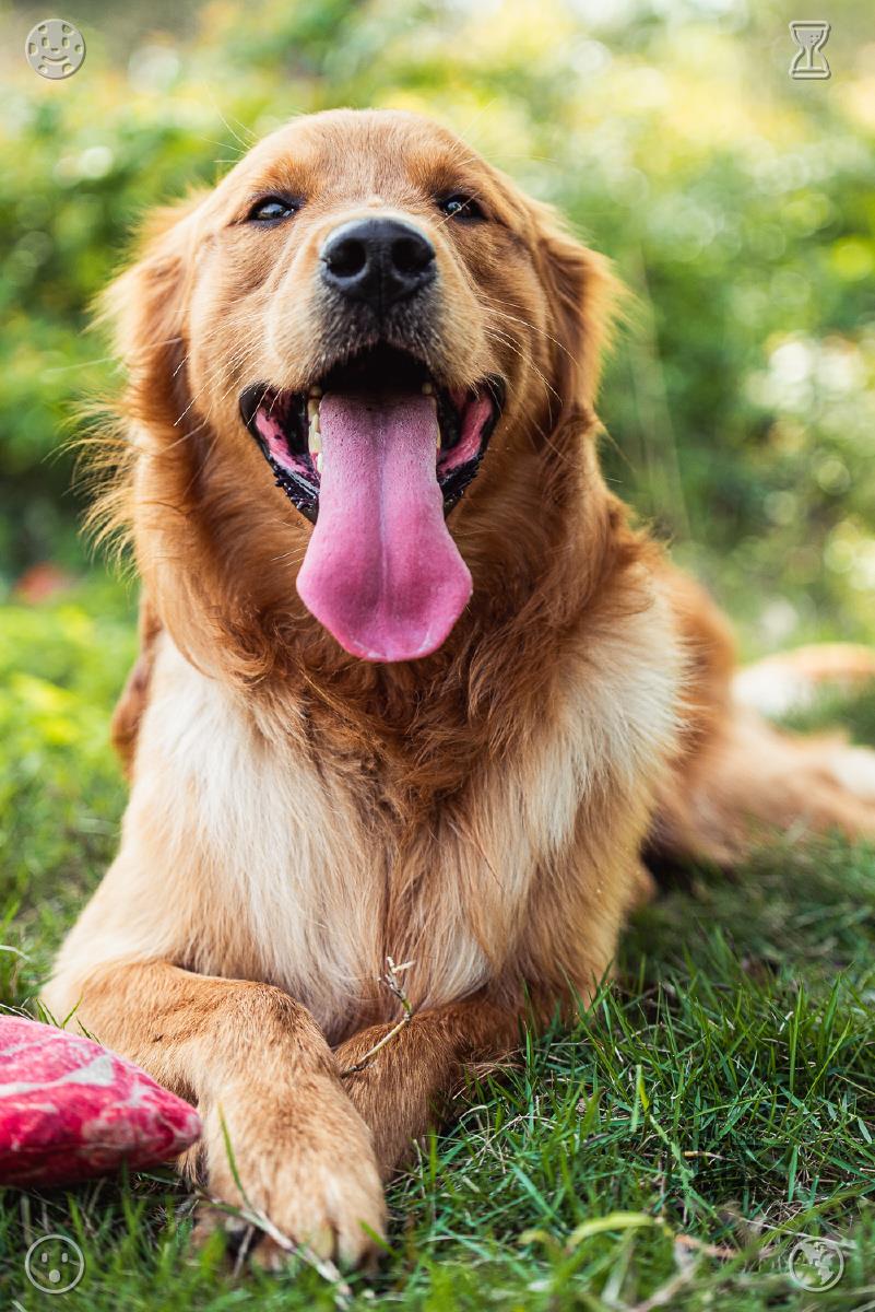 _orangezom's tweet photo. 😟👏The puppy drops its favorite toy at your feet repeatedly until you agree to play fetch. It never grows weary of simple games that let it run and interact with you, valuing your full attention far more than any delicious snack or brand-new pet toy you could provide. https://t.co/VBEFXpxfuV