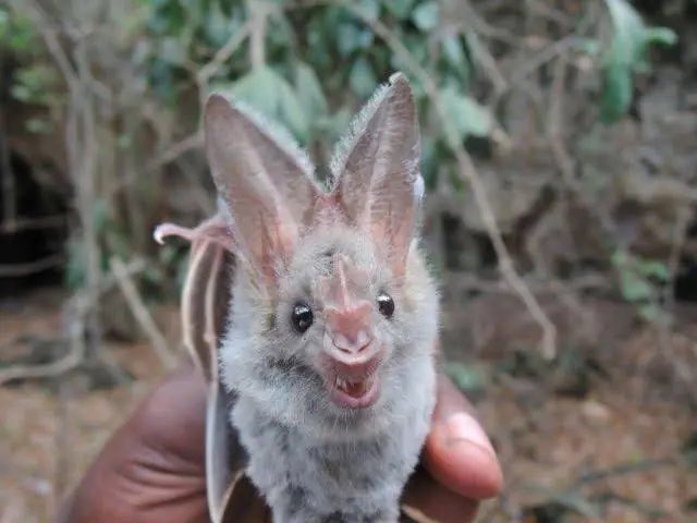 FerretFlowerr's tweet photo. aheehee heart nosed bat https://t.co/xuLhBHw9lB