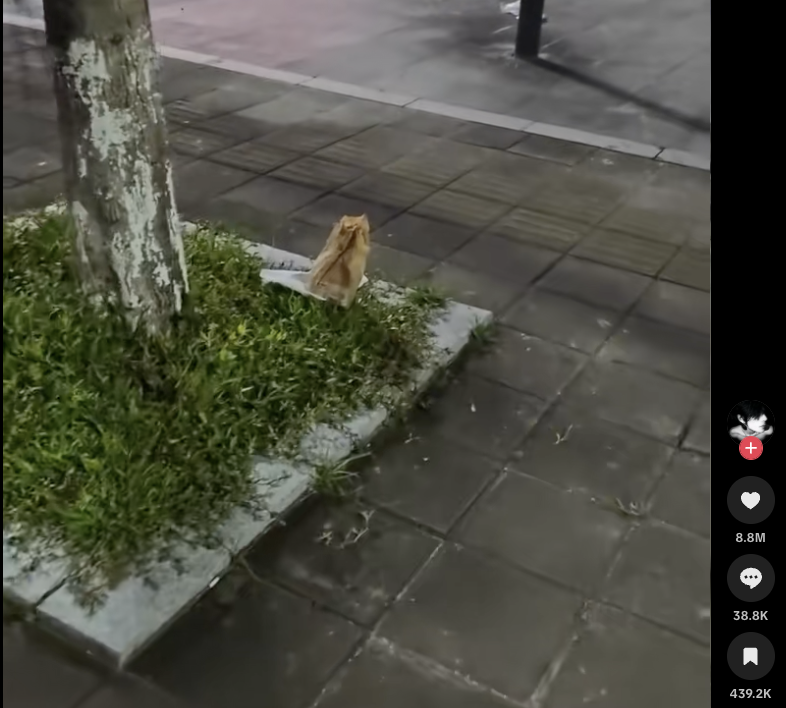 Zeeko__Dev's tweet photo. This hilarious meme is exploding on TikTok!!

Over 40m views and 8m likes in just a few days!!!!!

A guy meowing at a bag thinking it was a Cat 🤣🤣🤣

Simple memes like this are literally amazing

https://t.co/VMzzqvQwZp https://t.co/XIOhkeCAxu