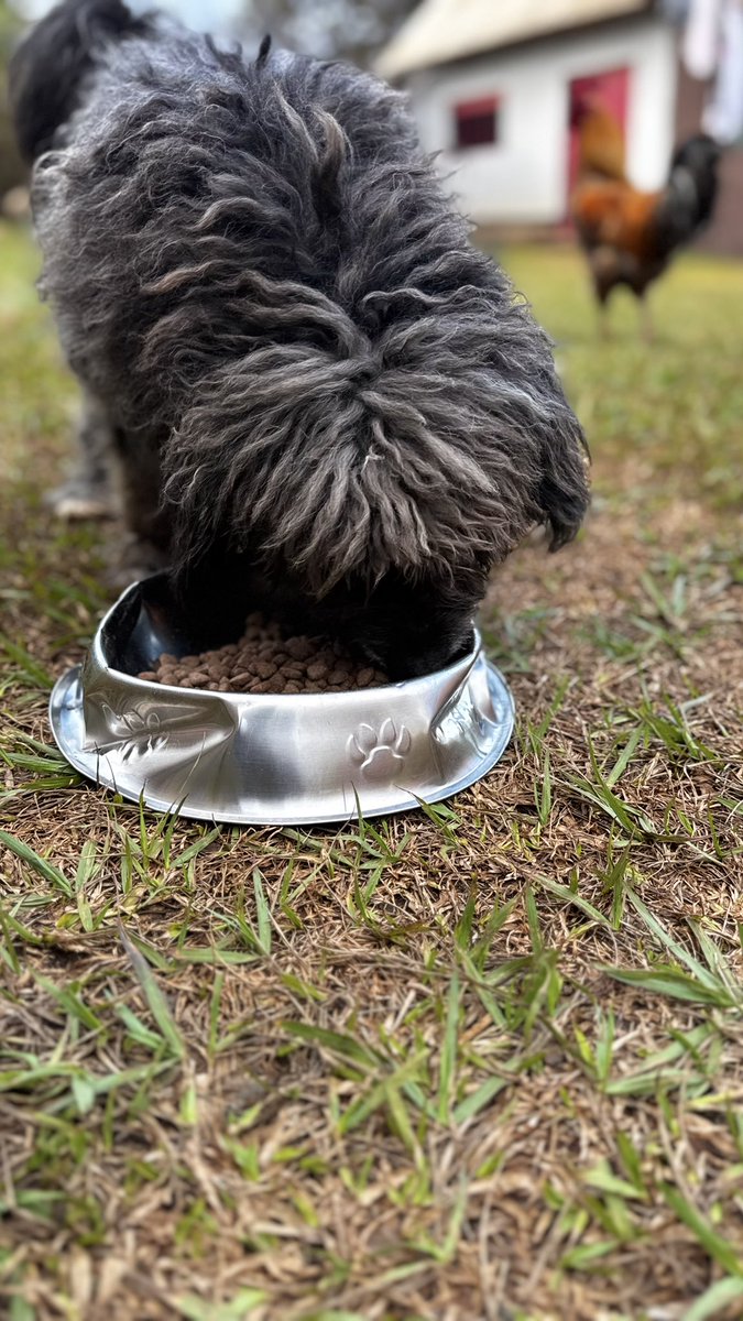 gashomuShelter's tweet photo. WE FAILED 😞 THIS JULY 🐾💔

July ends tomorrow and we have raised £406 throughout the month to help on feeding and other supplies for the shelter. 
We fell short by £144😔that’s means carrying a debt into the next month. If anyone can help us cover this before tomorrow 🙏🏻

#WangWang #dog #puppies #AdoptDontBuy 

Donate ❤️ below ⬇️ 
https://t.co/XP3Yh4R3X9