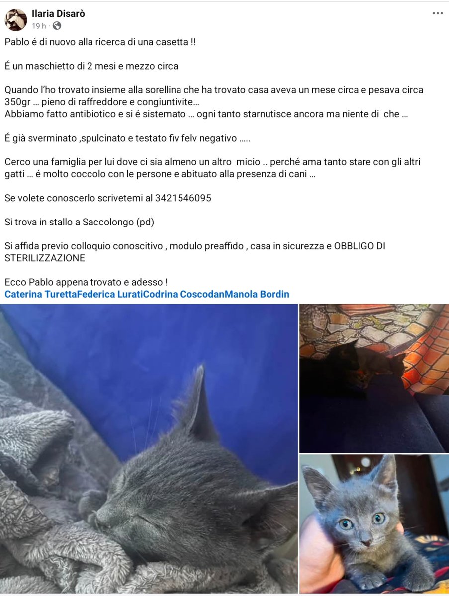 unonlus's tweet photo. #PABLO #cercafamiglia ! 🐾
Micio di 2,5 mesi, dolcissimo e coccolone.
​✅ Sverminato, spulcinato, FIV/FELV negativo
✅ Va d'accordo con altri gatti e cani
📍 Saccolongo (PD) – Affido con controlli e obbligo sterilizzazione.
​Contatto e info nei commenti! 👇 https://t.co/M6sLQV2Rl8