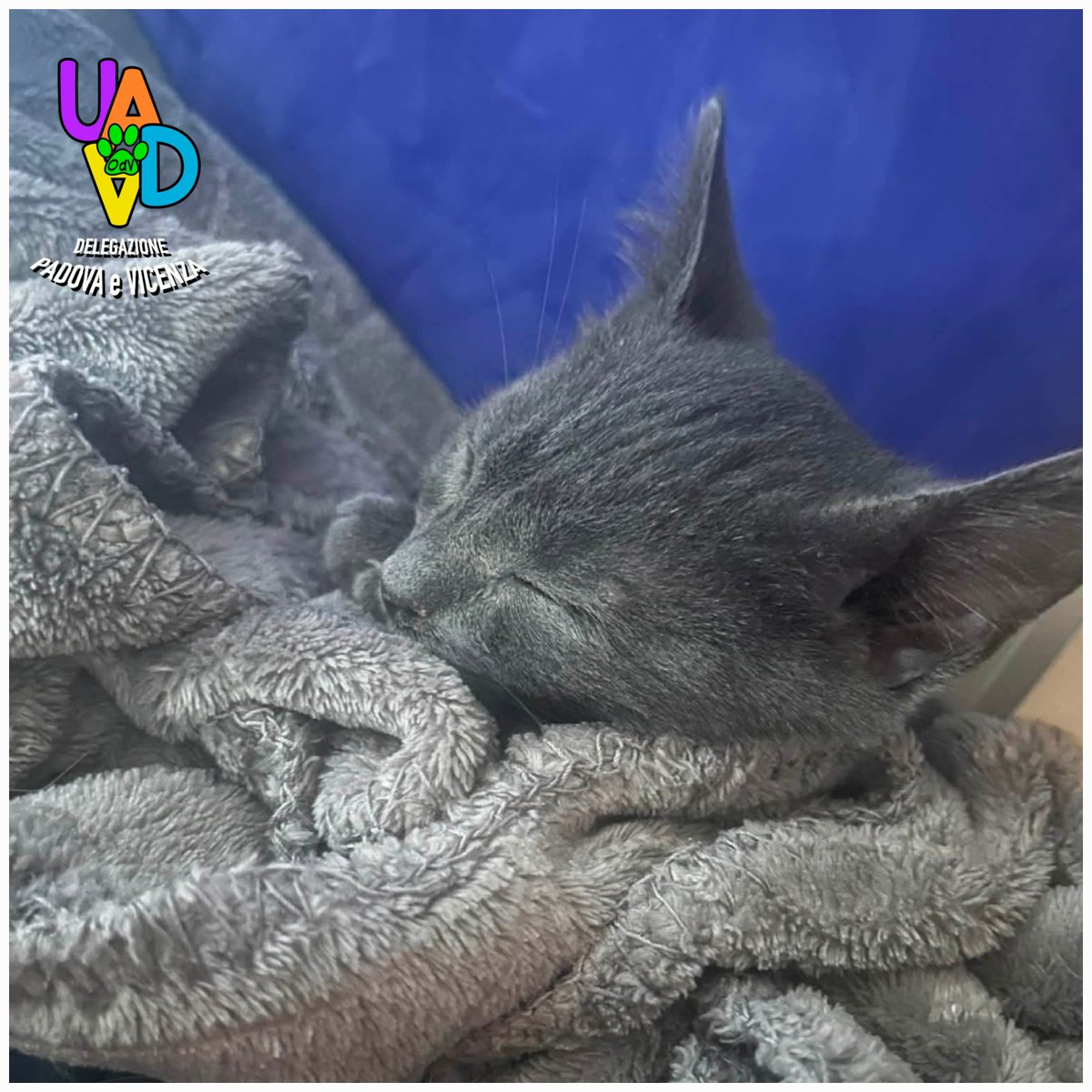 unonlus's tweet photo. #PABLO #cercafamiglia ! 🐾
Micio di 2,5 mesi, dolcissimo e coccolone.
​✅ Sverminato, spulcinato, FIV/FELV negativo
✅ Va d'accordo con altri gatti e cani
📍 Saccolongo (PD) – Affido con controlli e obbligo sterilizzazione.
​Contatto e info nei commenti! 👇 https://t.co/M6sLQV2Rl8