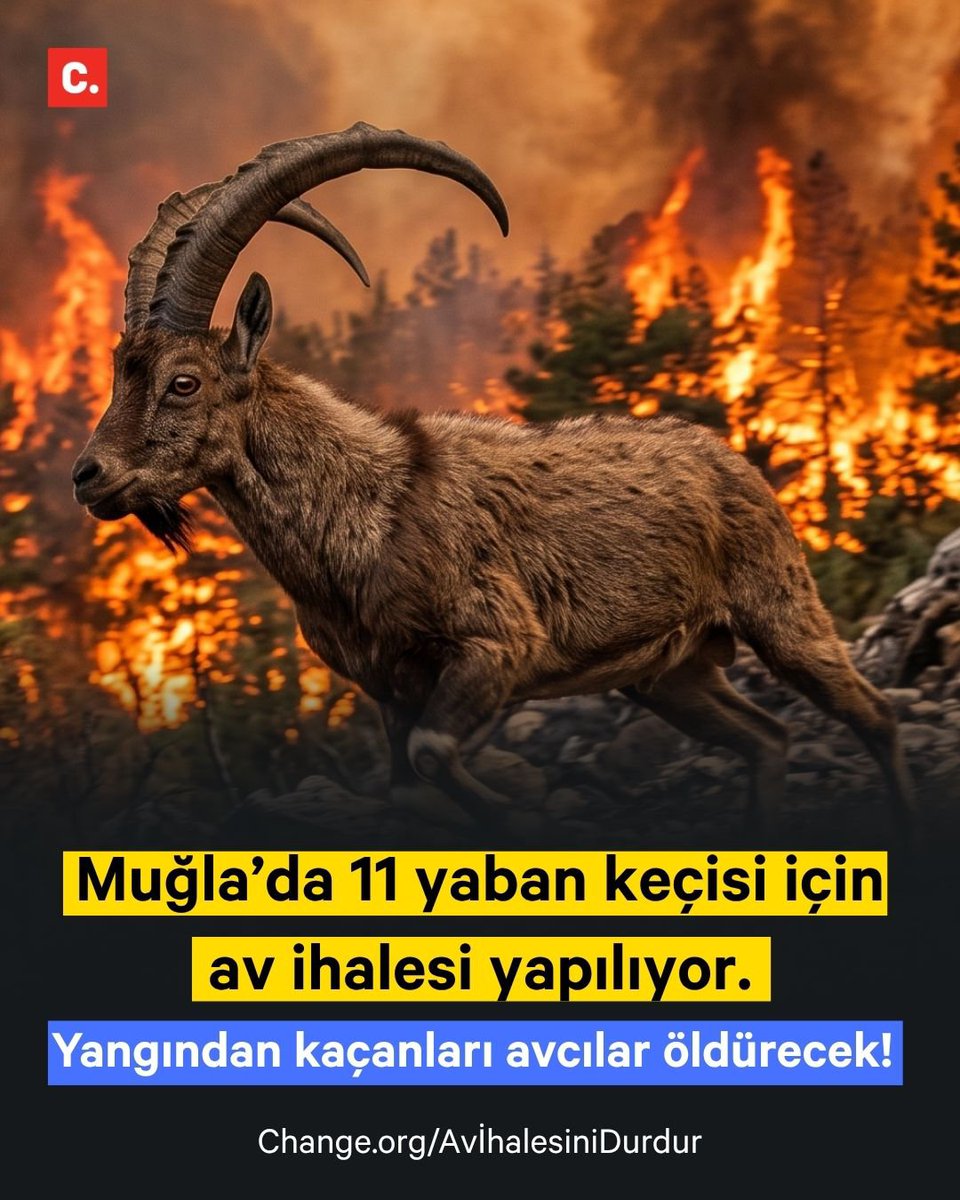 denizseckin0555's tweet photo. Avcılık spor değil cinayettir.
Durdurulmalı ! https://t.co/AvhI1IfL2c