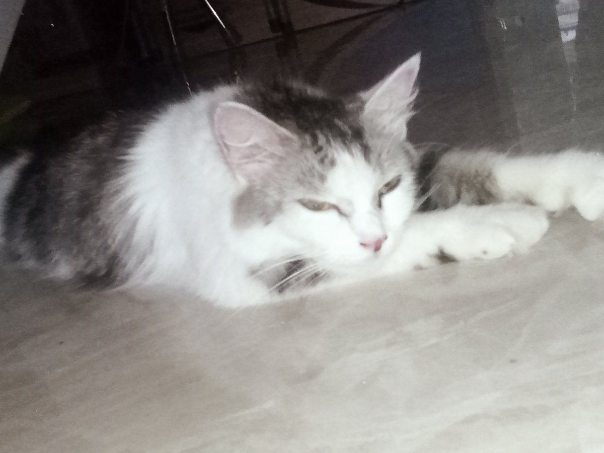 renjunie_on's tweet photo. Open free adopt daerah Karawang, diantar sampe depan rumah, betina lagi hamil, alasan open adopt karena di rumah ga ada yang rawat https://t.co/SeuhFqqZBJ