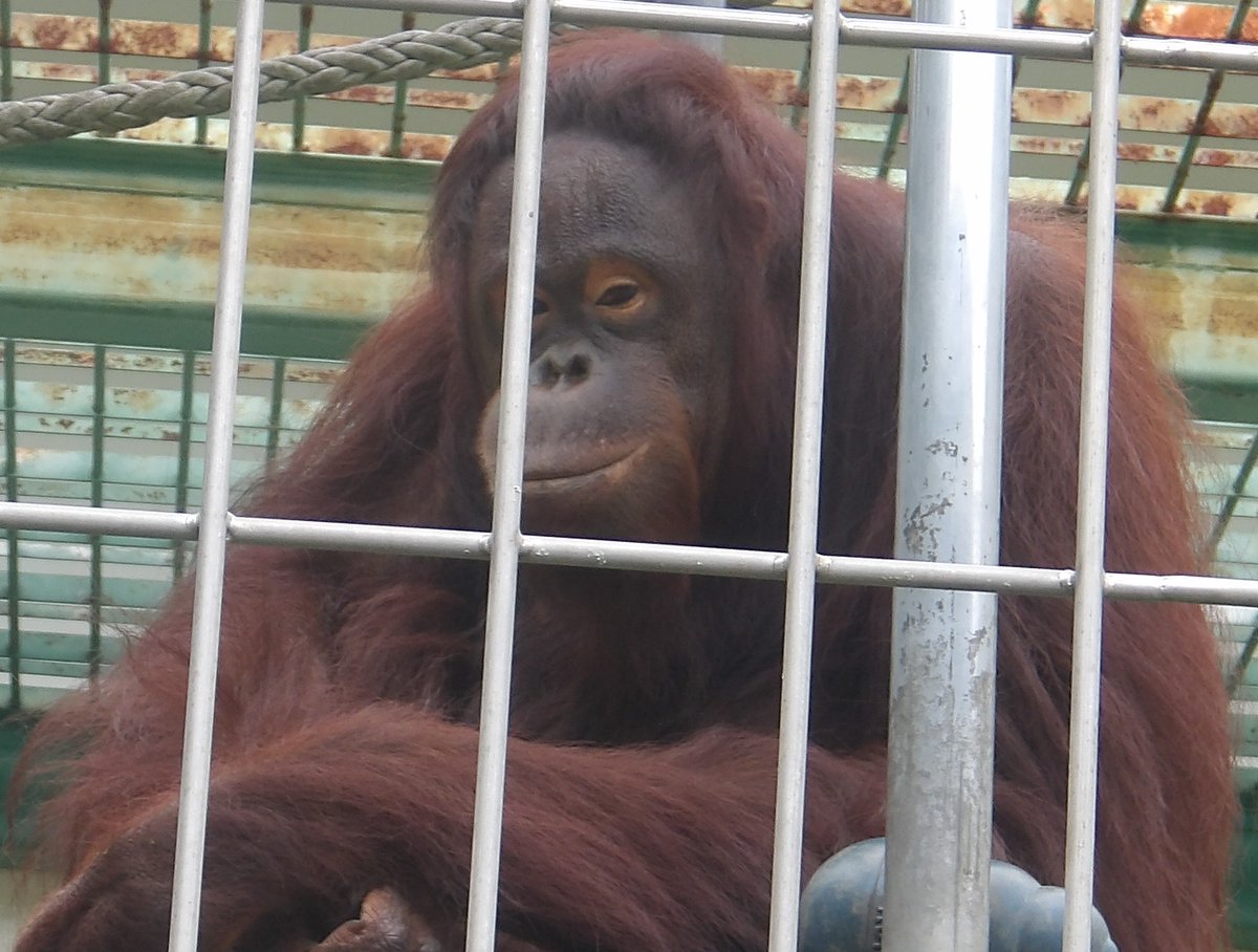 kushirozoo's tweet photo. #ใใซใใชใชใฉใณใฆใผใฟใณ ใฎ #ใใช
ใใผในใฎๅใ็ซฏใๅจ็จใซๆใฃใฆ้ใใงใใพใใ
ใๆฅๅใฎ้ใฏใใฉใใใใใฃใใๅ็ฉ้ใฎๆงๅญใใ่ฆงใใ ใใใ
#้ง่ทฏๅธๅ็ฉๅ #kushirozoo
#้ง่ทฏ #kushiro
#ๅ็ฉๅ #zoo
#ๅๆตท้ #Hokkaido https://t.co/xKlMK3Fddc