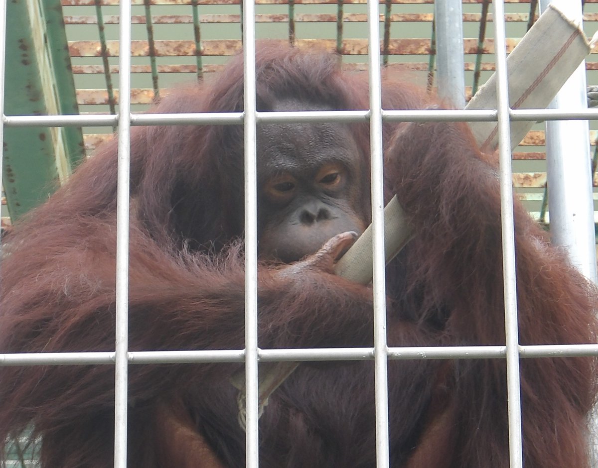 kushirozoo's tweet photo. #ใใซใใชใชใฉใณใฆใผใฟใณ ใฎ #ใใช
ใใผในใฎๅใ็ซฏใๅจ็จใซๆใฃใฆ้ใใงใใพใใ
ใๆฅๅใฎ้ใฏใใฉใใใใใฃใใๅ็ฉ้ใฎๆงๅญใใ่ฆงใใ ใใใ
#้ง่ทฏๅธๅ็ฉๅ #kushirozoo
#้ง่ทฏ #kushiro
#ๅ็ฉๅ #zoo
#ๅๆตท้ #Hokkaido https://t.co/xKlMK3Fddc