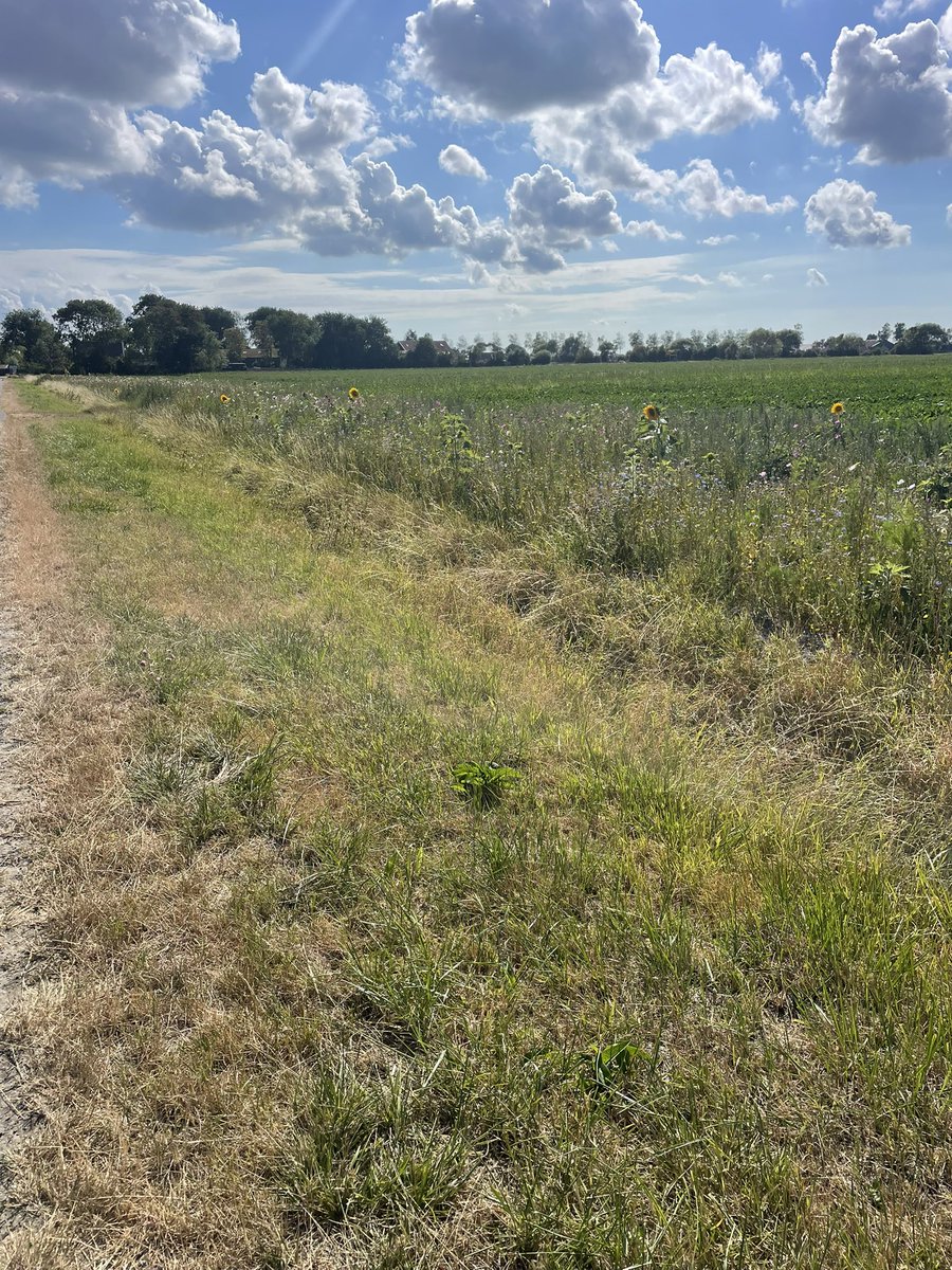 hgbrink's tweet photo. Boeren die hun akkerranden inzaaien met wilde bloemen. Ik geniet daar eindeloos van! Super mooi en heel goed voor de biodiversiteit. Daar hoor je echter nooit iemand over, boeren die honderden m2 opofferen zonder credits. 💐🐝🦋/ 🫶❤️
Wat geef jij eigenlijk aan de maatschappij? https://t.co/yMF41n6yY3
