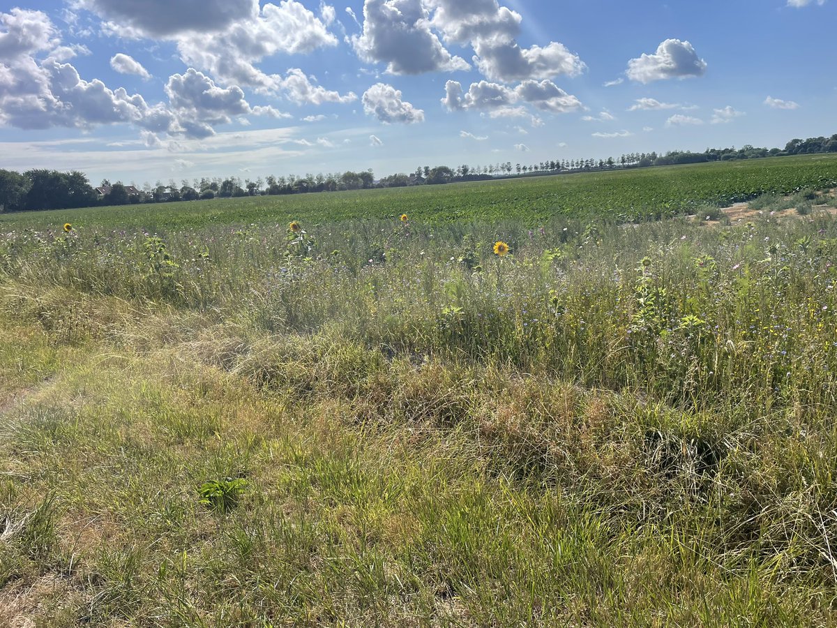 hgbrink's tweet photo. Boeren die hun akkerranden inzaaien met wilde bloemen. Ik geniet daar eindeloos van! Super mooi en heel goed voor de biodiversiteit. Daar hoor je echter nooit iemand over, boeren die honderden m2 opofferen zonder credits. 💐🐝🦋/ 🫶❤️
Wat geef jij eigenlijk aan de maatschappij? https://t.co/yMF41n6yY3