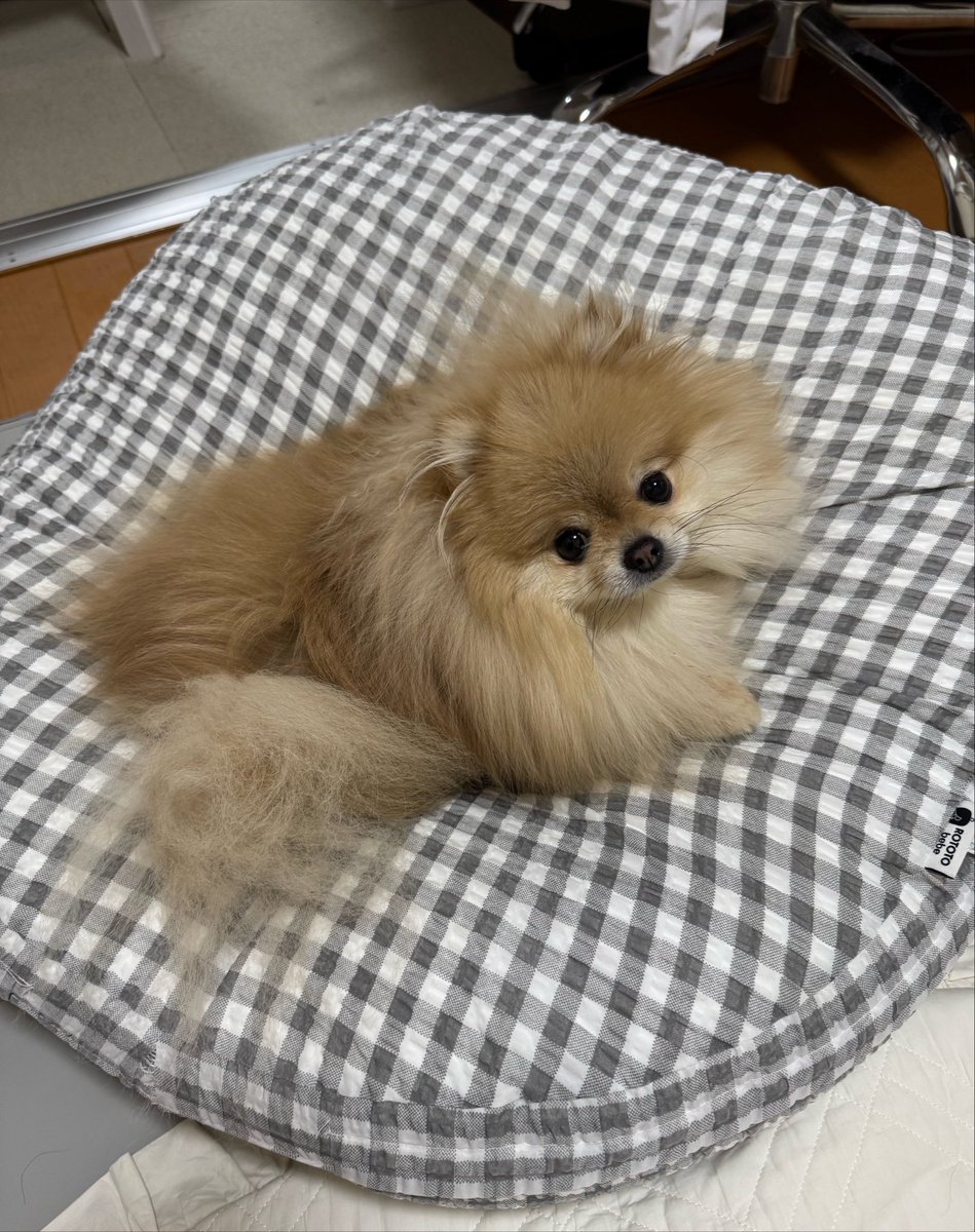 nagomi_kedama's tweet photo. あの…それ赤ちゃんのクッションでして…って近付いたら「はいはいなでなでですね」ってお腹見せてきたから笑っちゃった https://t.co/dpokQSH2nL
