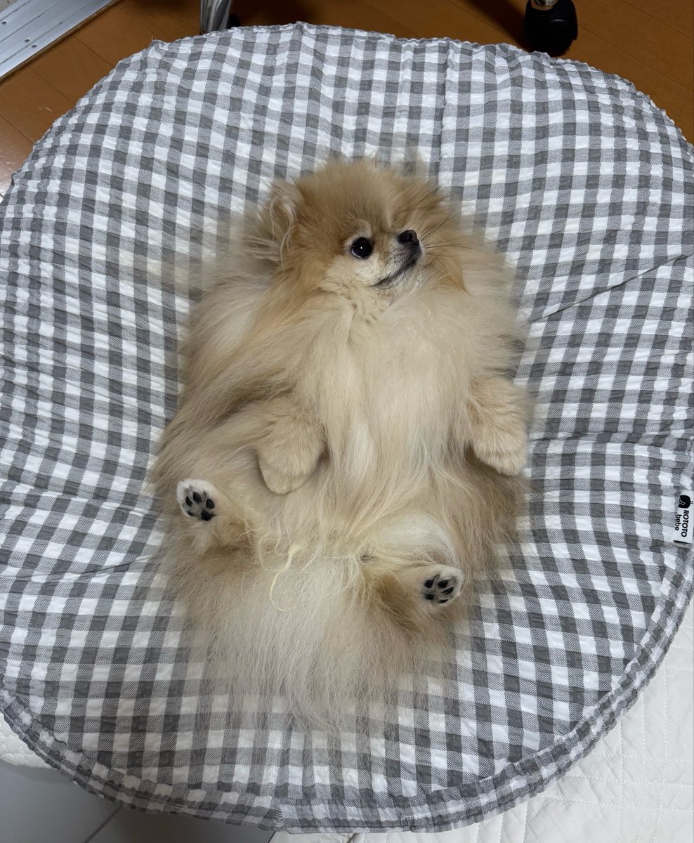 nagomi_kedama's tweet photo. あの…それ赤ちゃんのクッションでして…って近付いたら「はいはいなでなでですね」ってお腹見せてきたから笑っちゃった https://t.co/dpokQSH2nL