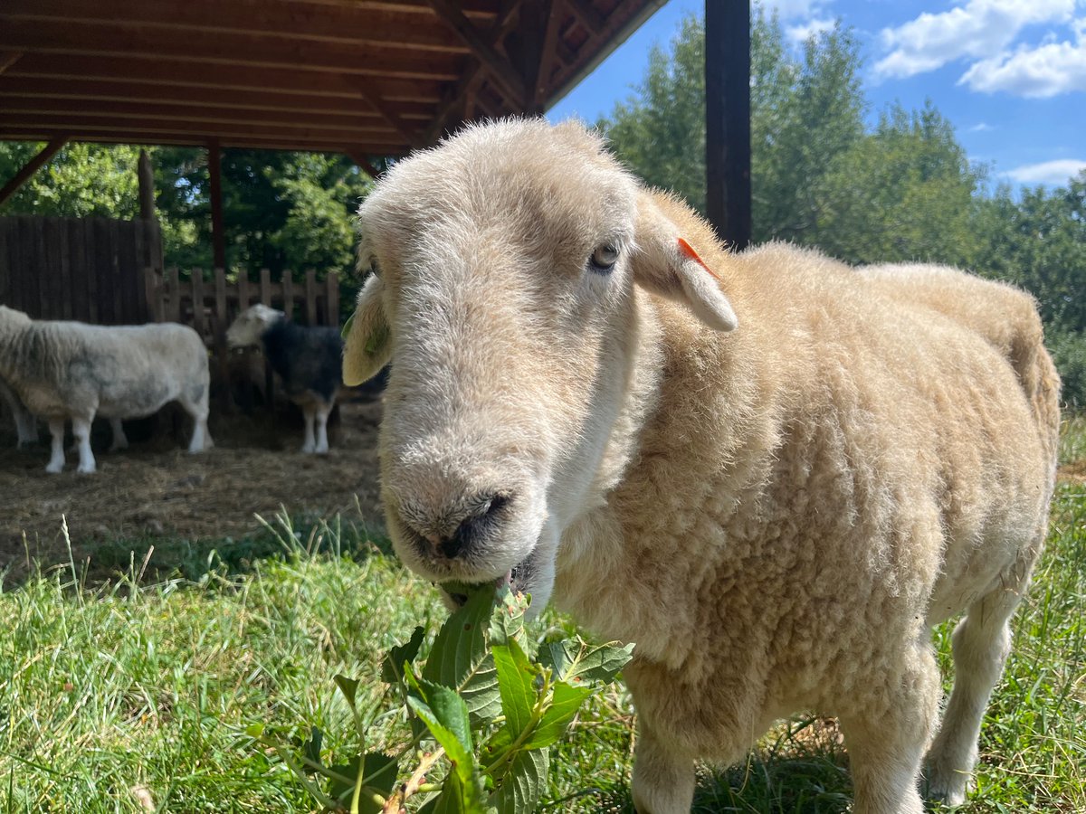 AustrianHerdy's tweet photo. Happy Herdy https://t.co/LLeuiPlfjX