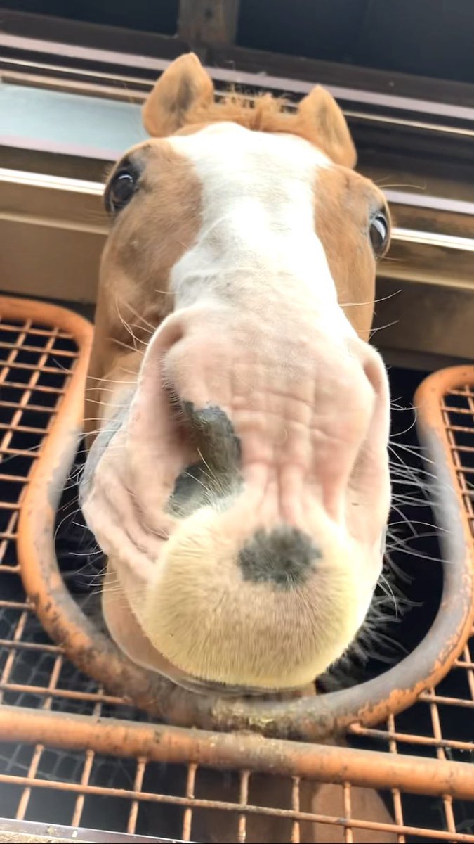 mican63814172's tweet photo. 🐴アチョにおみまい💐ありがと❣️🐶
#オウケンブルースリ #いつも温かい皆様からのお気持ちに感謝🙏 #みんなのアチョくん #AERU引退名馬 https://t.co/QpxzKNnNn6