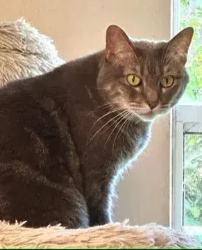 sachikoko's tweet photo. 👉🏽SENIOR ALERT🙏🏽PLZ SHARE
💙Playful 9YO #Senior Blue/Gray Kitty "JUMPER"💙
📣Waiting 4 A #FureverHome🏘
▶️https://t.co/5Rc5Jcdr33
🙏🏽#AdoptDontShop #AdoptASeniorCat
#Acampo, #CA #Lodi #SanJoaquinCounty
☑Cats☑Older Kids @AdoptRescueCats #Declawed
#ForgottenSoulsHour #US #Cats https://t.co/mipCUWmpD5