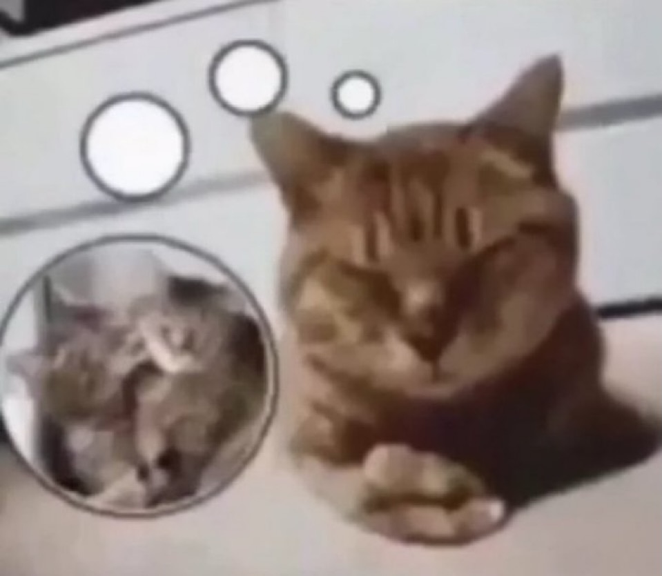 catsworldaura's tweet photo. https://t.co/XOtGWnnNcE