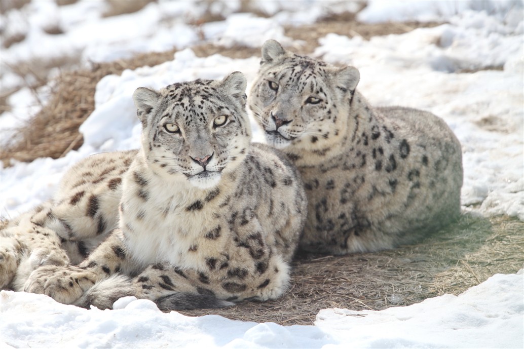 undpkg's tweet photo. We handed over a field vehicle to Sarkent State Nature Park, strengthening protection of 40,000 ha of mountain ecosystems in #Batken. Supported by the UNDP-@theGEF project, it will help rangers monitor biodiversity, patrol remote areas, and protect species like the snow leopard. https://t.co/J3LwICLoV9