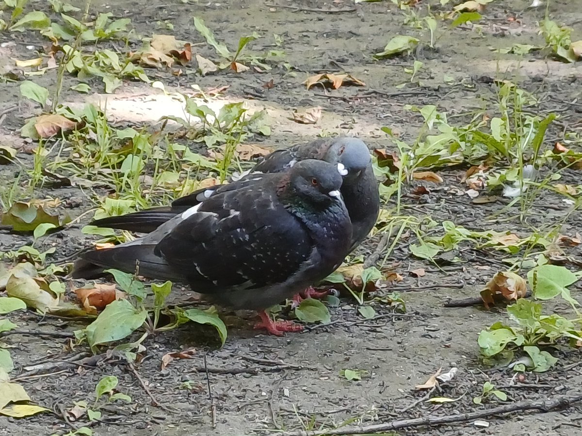 Garbage_Pigeon's tweet photo. https://t.co/hqfC6pboLb