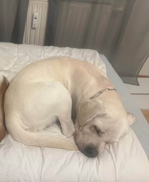 yolandaschultes's tweet photo. Kopie Vergessene Pfoten Stuttgart
Arktis muss aufgrund besonderer Umstände sein Zuhause verlassen. Aktueller Standort Stuttgart-Weil im Dorf. Wer verliebt sich? Pflege-oder Endstelle gesucht
Das schreibt seine aktuelle Besitzerin über ihn:
Schweren Herzens suche ich für meinen Labrador Arktis ein neues Zuhause. 
Diese Zeilen zu schreiben, fällt mir unglaublich schwer. Arktis war für mich nie einfach nur ein Hund – er ist ein Familienmitglied und mein treuer Begleiter.
Ich habe ihn damals gemeinsam mit meinem Ehemann geholt. Nach unserer Scheidung blieb Arktis bei mir und meinen Eltern. Ich habe lange versucht, ihm trotz der veränderten Lebenssituation das Leben zu ermöglichen, das er verdient. Doch irgendwann musste ich mir eingestehen, dass ich ihm auf Dauer nicht mehr gerecht werden kann. Diese Entscheidung treffe ich aus Liebe zu ihm – nicht, weil ich ihn nicht mehr möchte.
Zu Arktis:
* Reinrassiger Labrador mit Ahnentafel
* 3 Jahre alt
* Menschenbezogen, verschmust und unglaublich liebevoll
* Verspielt, freundlich und voller Lebensfreude
* Liebt gemeinsame Zeit mit seinen Menschen
Mit seiner sanften Art erinnert er mich oft an einen großen Eisbären – kuschelbedürftig, gutmütig und immer bereit für das nächste Abenteuer. 
Arktis ist jedoch kein Hund, der mit ein paar kleinen Spaziergängen glücklich wird. Er hat viel Energie und braucht körperliche sowie geistige Auslastung. Menschen, die gerne aktiv sind und Freude daran haben, mit ihrem Hund zu arbeiten, wären genau das Richtige für ihn.
Natürlich möchte ich auch ehrlich sein, denn Arktis soll nicht aufgrund falscher Erwartungen erneut sein Zuhause verlieren.
Er bringt einige Baustellen mit:
* Er zieht an der Leine und ist nicht Leinen führig.
* Auf andere Rüden reagiert er bellend.
* Besuch wird von ihm zuverlässig gemeldet.
* Bleibt er unbeaufsichtigt, kaut er gelegentlich Schuhe oder Kleidung an.
Deshalb wünsche ich mir für ihn hundeerfahrene Menschen, die bereit sind, konsequent, geduldig und liebevoll mit ihm weiterzuarbeiten. Ich bin überzeugt, dass Arktis mit der richtigen Führung und ausreichend Beschäftigung ein wundervoller Begleiter ist.
Mein größter Wunsch ist ein endgültiges Zuhause.
Menschen mit Zeit, Geduld und Platz, die seine Energie zu schätzen wissen und ihn als vollwertiges Familienmitglied aufnehmen. Bitte nur ernst gemeinte Anfragen – ich möchte nicht, dass Arktis nach kurzer Zeit erneut sein Zuhause verliert.
Wenn ihr glaubt, dass Arktis genau der Hund ist, den ihr sucht, und ihr ihm ein liebevolles Zuhause für immer schenken möchtet, freue ich mich sehr über eine Nachricht.
Bei ernsthaftem Interesse bitte Erstkontakt an mich, Andrea Schlegel, 015119648561. vermittelt wird er über uns, vergessene Pfoten Stuttgart ev nach positiver Vorkontrolle, Schutzvertrag und Schutzgebühr