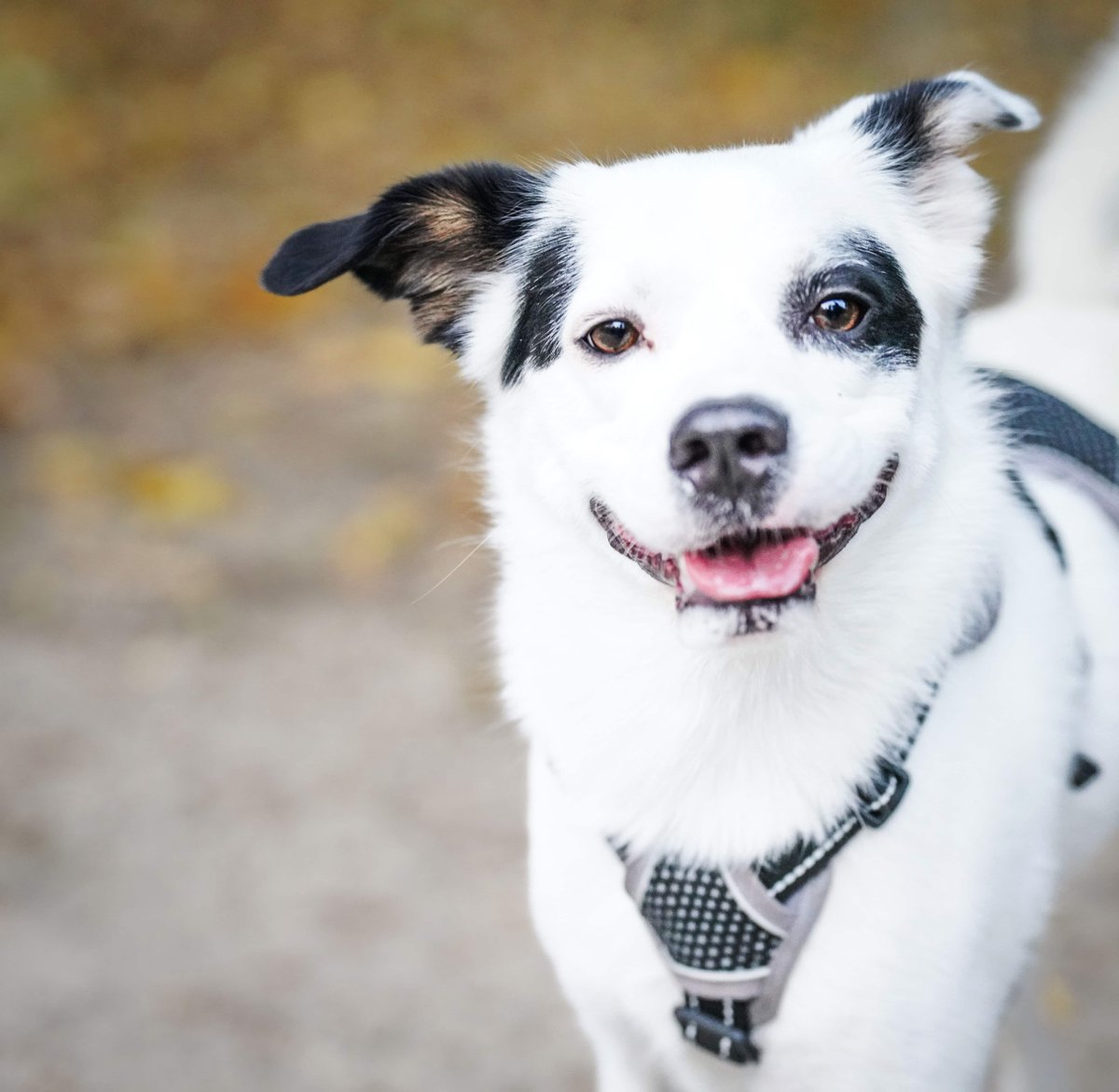 gracskvobjppg's tweet photo. That dog is radiating joy. What's a recent thing that brought you happiness like this? https://t.co/QzrqLzo9MK