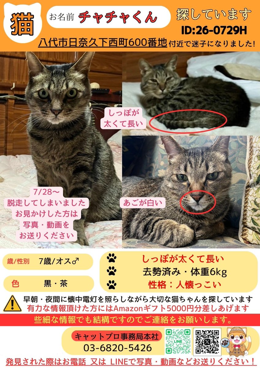 catpro222's tweet photo. 【📢拡散希望】 
🐾熊本県 八代市日奈久下西町
7/28〜  チャチャくん・チコちゃん
エリーちゃんが迷子になっています😿

🐾猫ちゃんの情報は
画像をご確認ください。

お見かけされた際は、些細な情報でも構いません。
ご連絡下さい。
拡散のほど、よろしくお願いいたします🙇
#猫捜索  #猫探し #猫探偵 #キャットプロ #熊本 #熊本地震
#室内飼い #脱走猫 #迷い猫 #見かけたら連絡ください