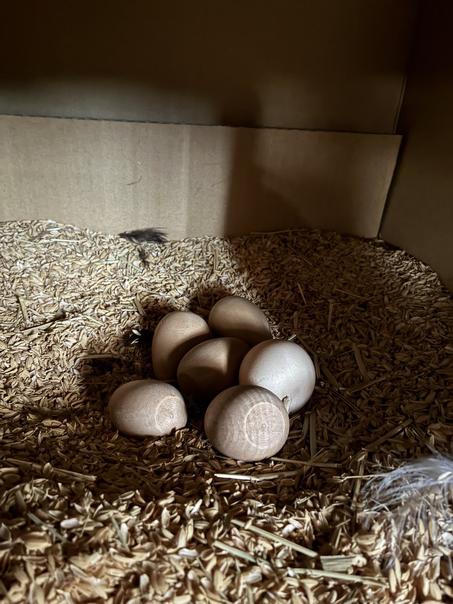 mojagamma's tweet photo. 烏骨鶏と散歩をしているとよく「高価な卵でしょ、売っているの？」と聞かれます。正直、うちの子がこれだけ大変な思いで産んでくれている卵「1個1万円で！」って言われたって見ず知らずの方にお渡しする気にはなりません。自分で消費し、うちの子たちを愛でてくれている方々にお配りするのみ。 https://t.co/Jt7Dwfo6Ie