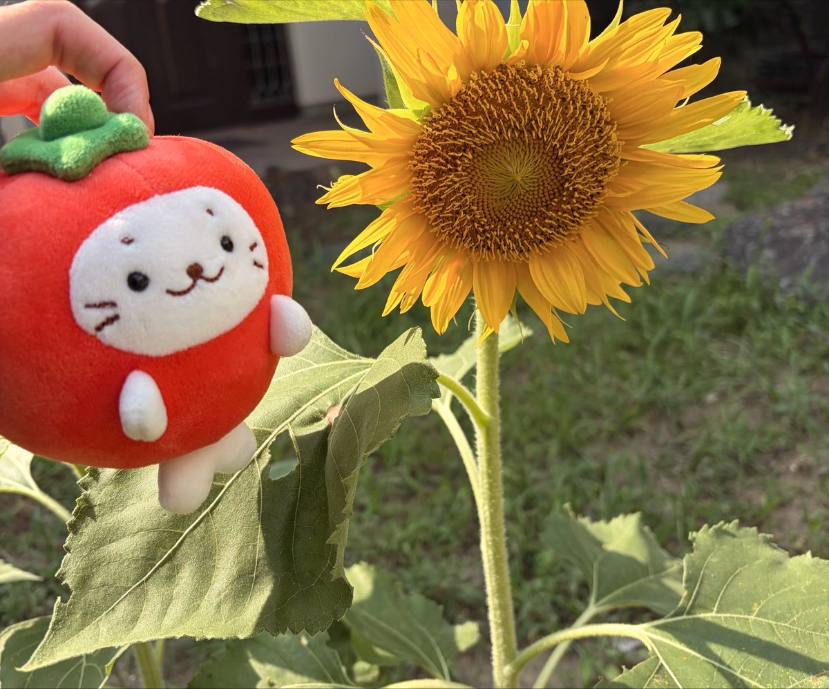 tomatoma_pom's tweet photo. お庭のひまわりさんが元気だなぁ🦭🌻
夏だねぇ🌻

#ぬい活 https://t.co/F686dM3Hqj