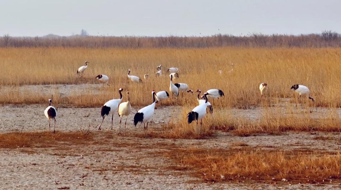 CraneCal117015's tweet photo. Recent monitoring at the Yellow River Delta National Nature Reserve in Shandong confirms that 16 wild red-crowned crane nests have been found—the highest number since records began.
#redcrownedcranes #nature #naturelove #BirdWatching #WildlifeConservation https://t.co/SCog1NvYpk