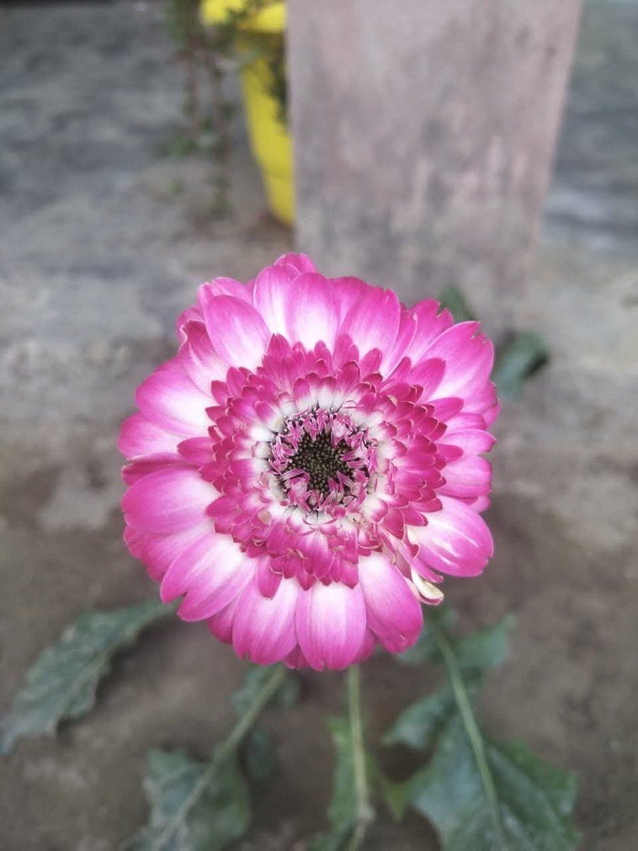 Realabhijeet2's tweet photo. Clouds and Flowers!! 🌥🌸
#photooftheday #thrusday #photography #PHOTOISM https://t.co/p2PjOTVOpZ