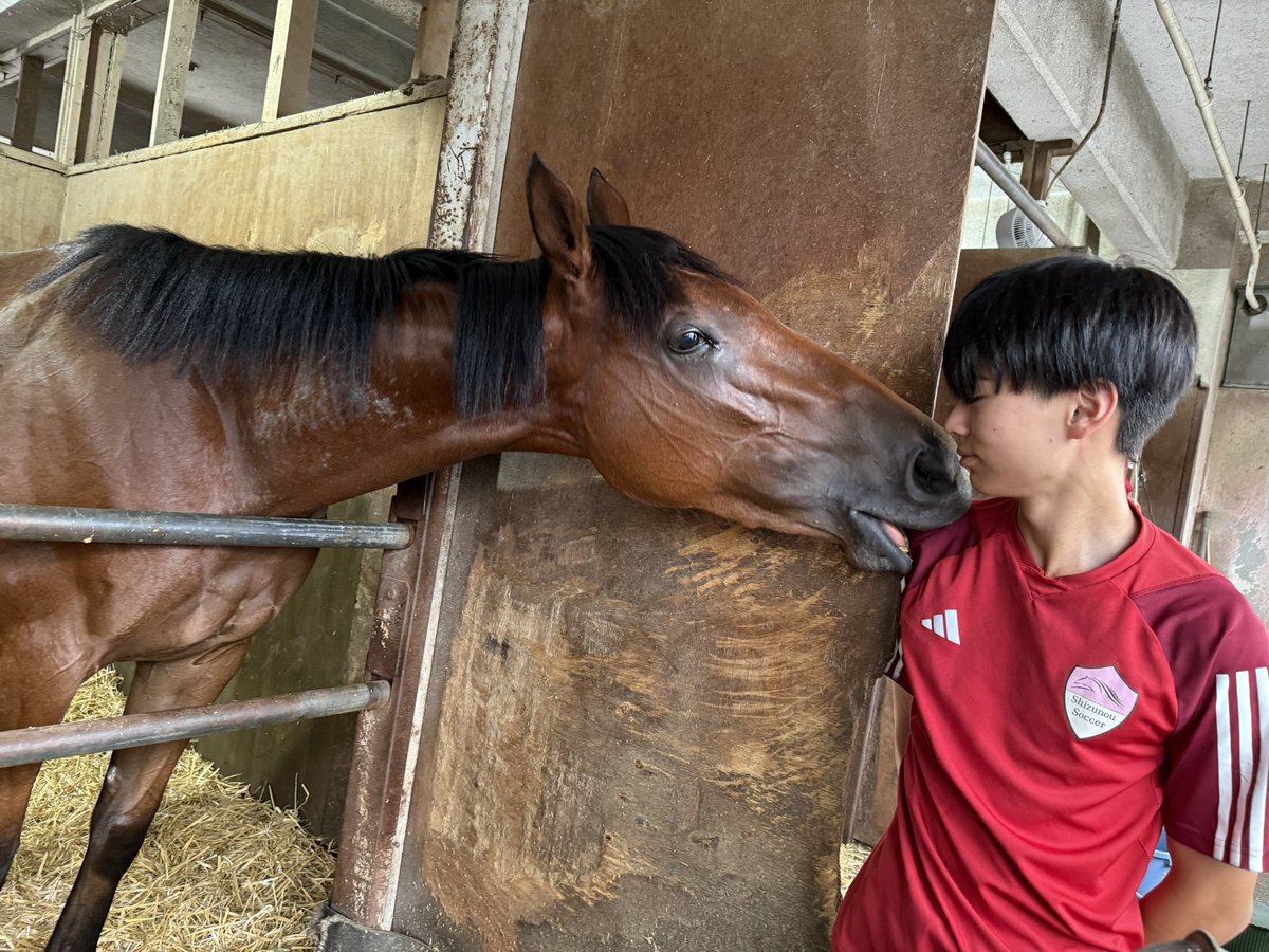 nakagawaakemi's tweet photo. 今日、明日と新馬戦（スパーキングデビュー）が２鞍ずつありますが、明日の５Ｒでは、〝フクちゃん”ことドコフクカゼがデビューします‼️
小眼球症を患って生まれ、左目が見えません。
それでも競走馬にしたいという理解あるオーナーの元で育ち、ついに競走馬になる日を迎えます。
「エクワインレーシングの坂路で調教を積んでから５月20日に入厩しました。最終追い切りも併せ馬で上々の動き。時計も速かったですね。とにかく無事にデビューの日を迎えたい」と長友豊調教師。
片眼のハンデを感じさせない動きだったそうです。
「愛されて育ったぶんよく甘えますね。片側が見えないので耳でキャッチして、他の馬と同じことはできます」と山田百幸厩務員（写真左・右は鈴木太一厩務員）
カイバも他馬より食べるくらい元気一杯だと言います。
馬房の横にはファンから送られたお守りが並んでいます。
まさしく奇跡のデビュー✨
しっかり見届けたいですね。

※記事掲載についてはオーナー、調教師の許可をいただいています。
