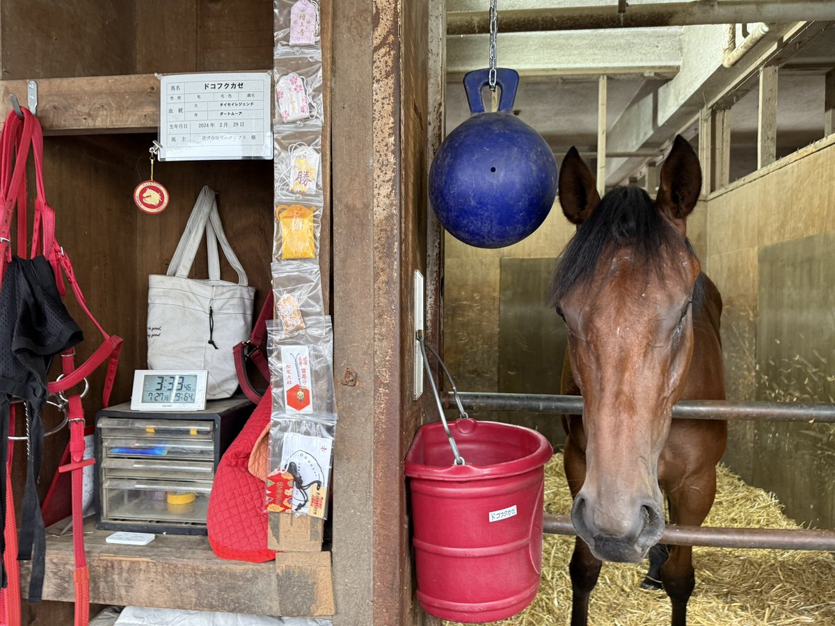 nakagawaakemi's tweet photo. 今日、明日と新馬戦（スパーキングデビュー）が２鞍ずつありますが、明日の５Ｒでは、〝フクちゃん”ことドコフクカゼがデビューします‼️
小眼球症を患って生まれ、左目が見えません。
それでも競走馬にしたいという理解あるオーナーの元で育ち、ついに競走馬になる日を迎えます。
「エクワインレーシングの坂路で調教を積んでから５月20日に入厩しました。最終追い切りも併せ馬で上々の動き。時計も速かったですね。とにかく無事にデビューの日を迎えたい」と長友豊調教師。
片眼のハンデを感じさせない動きだったそうです。
「愛されて育ったぶんよく甘えますね。片側が見えないので耳でキャッチして、他の馬と同じことはできます」と山田百幸厩務員（写真左・右は鈴木太一厩務員）
カイバも他馬より食べるくらい元気一杯だと言います。
馬房の横にはファンから送られたお守りが並んでいます。
まさしく奇跡のデビュー✨
しっかり見届けたいですね。

※記事掲載についてはオーナー、調教師の許可をいただいています。