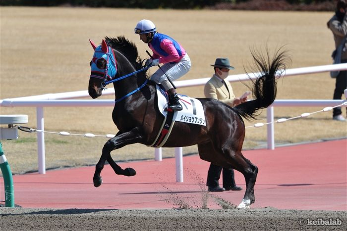 keibalab's tweet photo. 【全国の競馬場を巡る旅】
引退したメイショウフンジンはキャリア46戦。計15の競馬場で走りました。逃げればしぶとい個性派でファンの多い馬でもありました。
#メイショウフンジン #引退 #小倉競馬場 #乗馬
https://t.co/SBocn30OEe https://t.co/FluU2fS24s