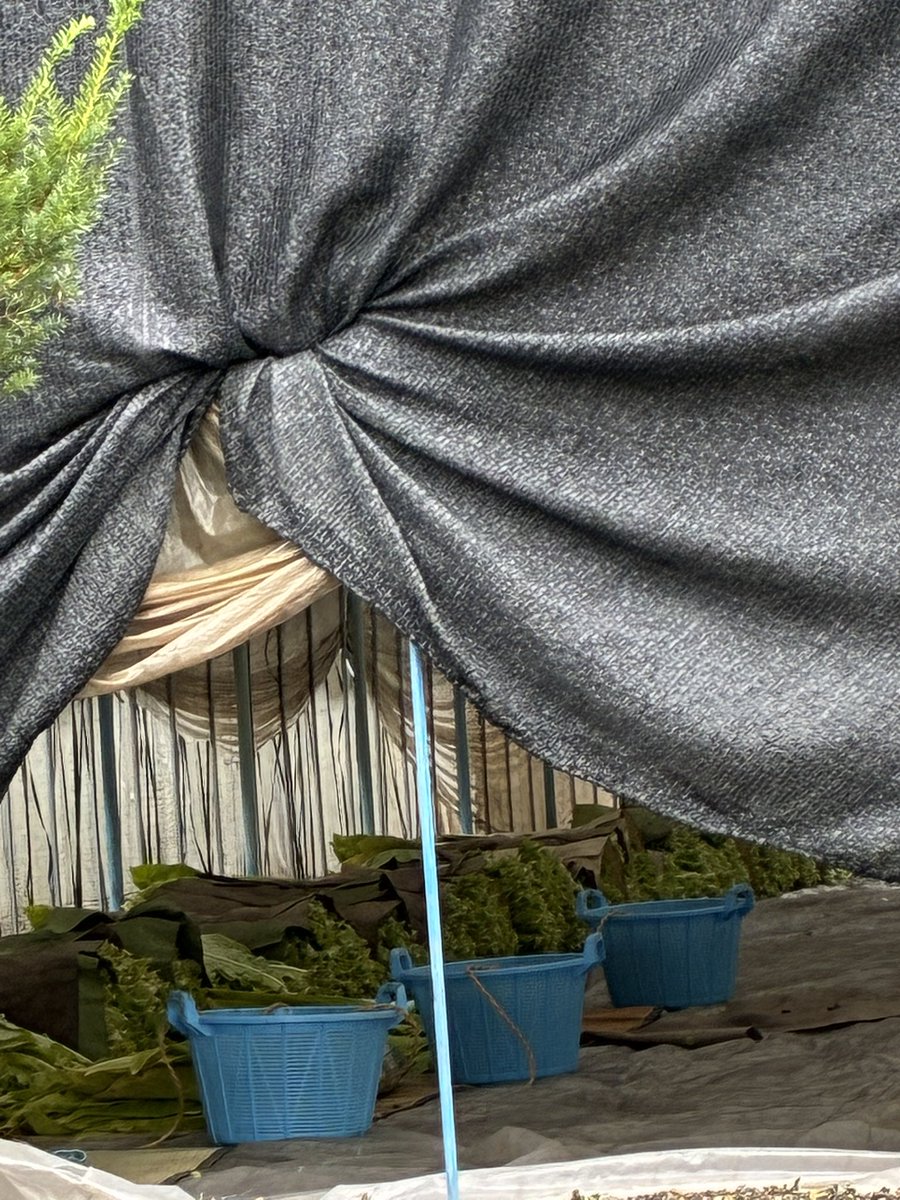 APKCzEpSeqcghSP's tweet photo. 健康リスクが大きいと言われている葉タバコ農家さん🌱
一枚一枚下から収穫して干すんですね🍃
小さい頃に見た葉タバコは、もっと大きく背丈ぐらいの葉を束にして背負って運んでいたと記憶があります。盛んに栽培していた昭和の時代ですね🚬✨ https://t.co/gxqVFZ4p4P