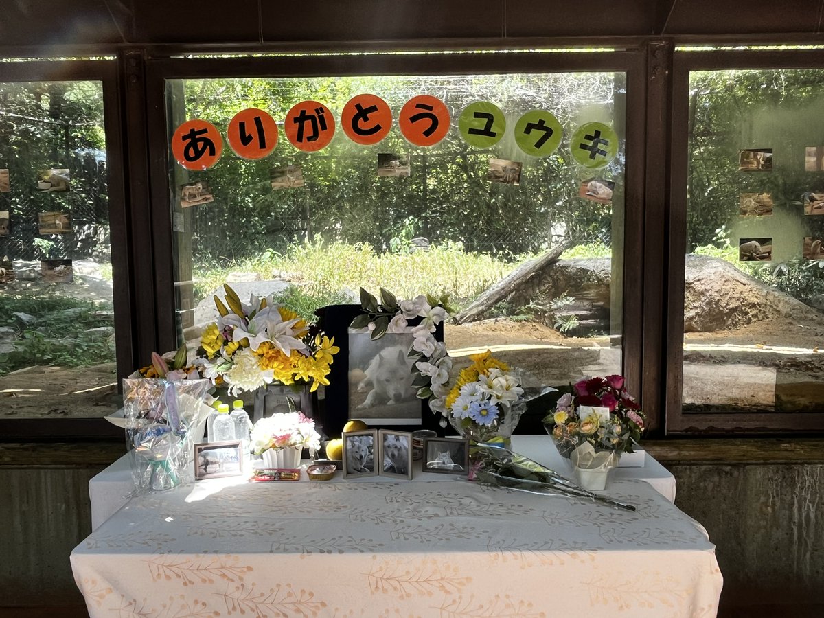 _zookinako's tweet photo. 献花して来ました

ガラスにはたくさんの写真を展示してくれてます

#とくしま動物園 #シンリンオオカミ #ユウキ https://t.co/Q3ChO3wr0J
