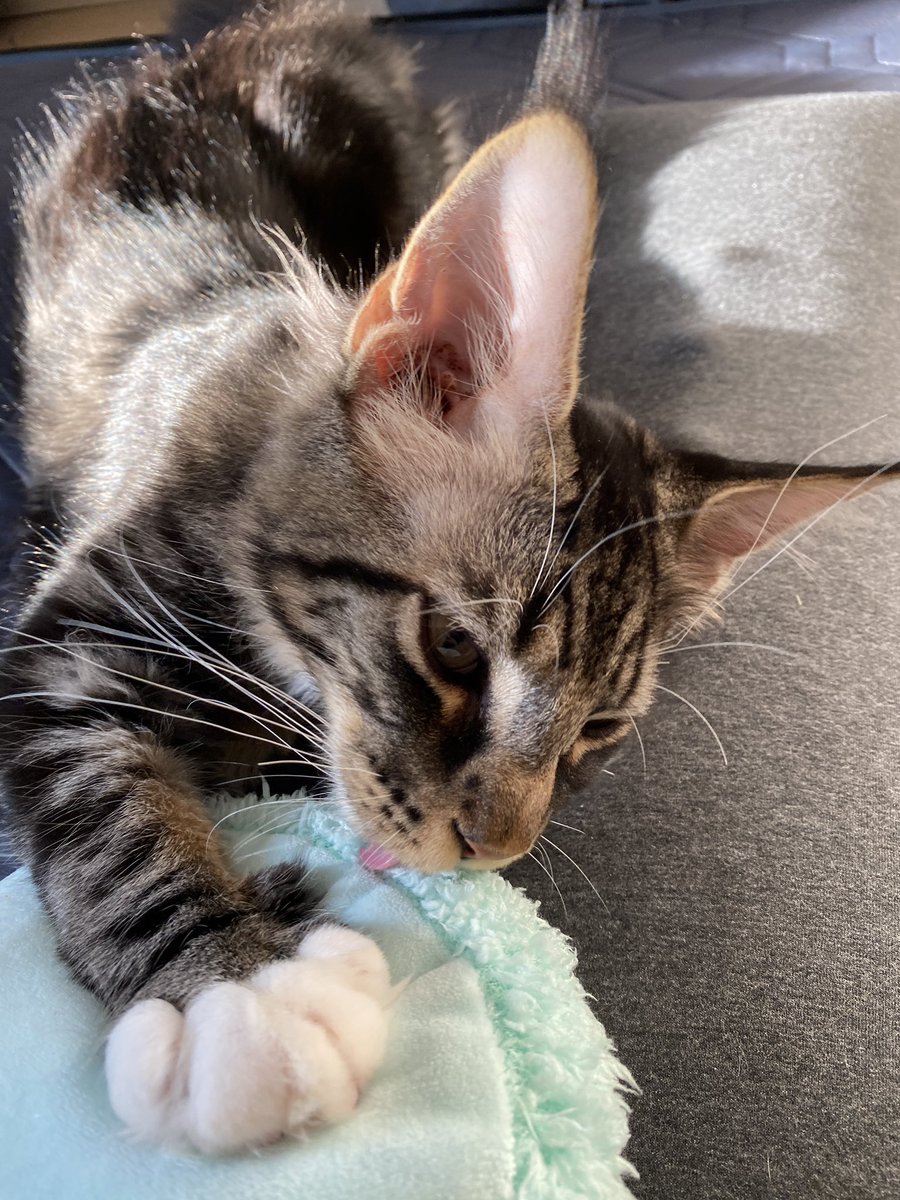 Midora0428's tweet photo. キッチンにささみスープ探しの旅に何度も行くレイン
今日もふみぺろのフィロス
#猫 #メインクーン #猫がいる生活 #cat https://t.co/HTWdTxAAHq