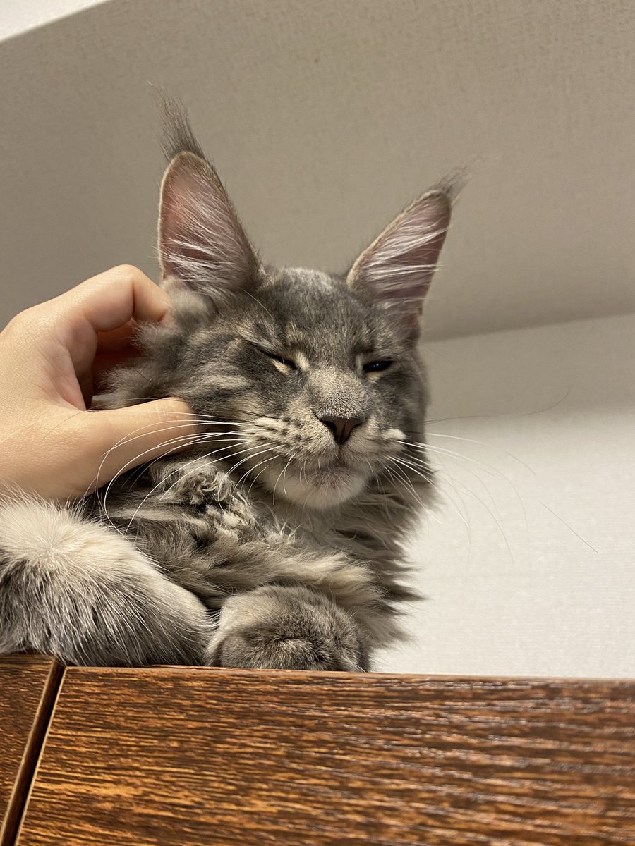 Midora0428's tweet photo. キッチンにささみスープ探しの旅に何度も行くレイン
今日もふみぺろのフィロス
#猫 #メインクーン #猫がいる生活 #cat https://t.co/HTWdTxAAHq