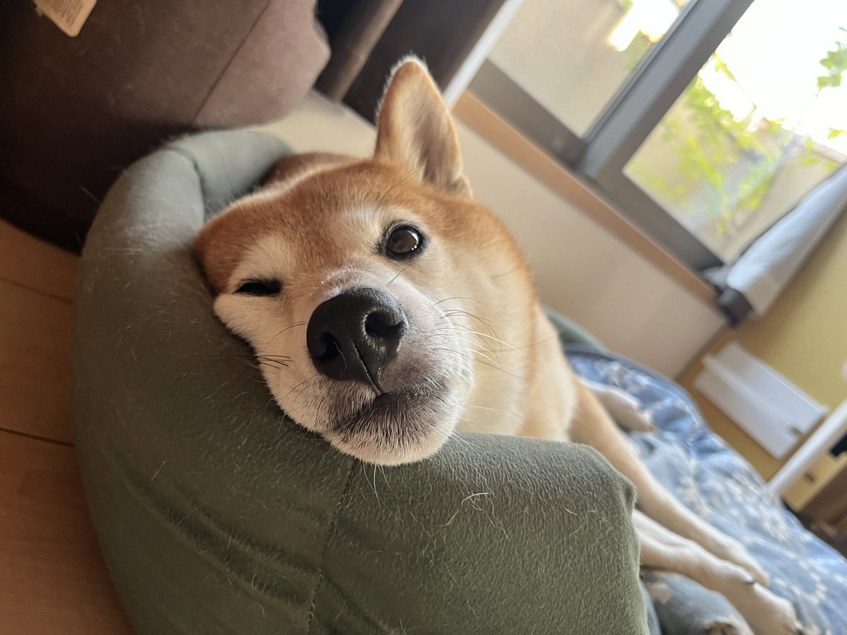 柴犬おとちゃん🐕6歳 (@0218_oto) / Posts / X