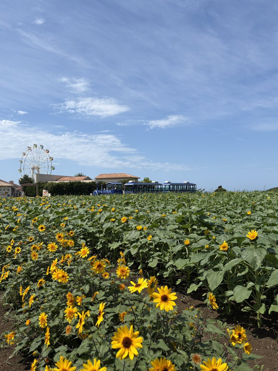 soleil_yokosuka's tweet photo. 本日のひまわり畑🌻🌻🌻
10万本のひまわりが広がる絶景まであと1週間ほど！
来週末から見頃を迎える予定です🗓️
今年もぜひソレイユの丘のひまわり畑をお楽しみください👒🎀

#ソレイユの丘 #ひまわり https://t.co/sFnwUC3YCX