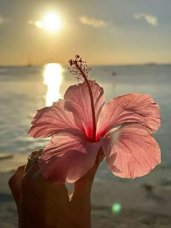 GaiaSerenity's tweet photo. hibiscus https://t.co/pUm97FOrvh