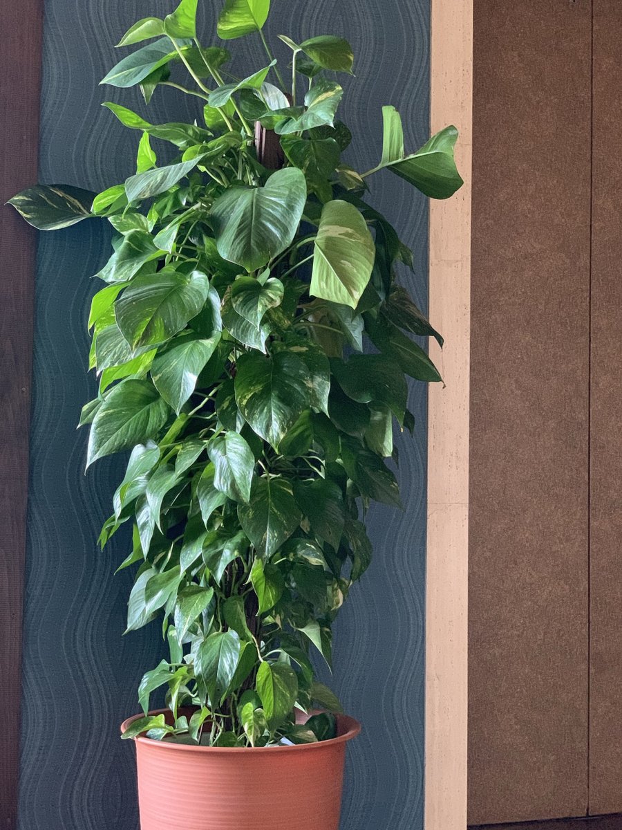 JeraldCiamb2's tweet photo. Pothos tip: Wipe its leaves weekly with a damp cloth to remove dust, boost photosynthesis and keep it thriving even in low light! ， https://t.co/5X3qRh1Z3M