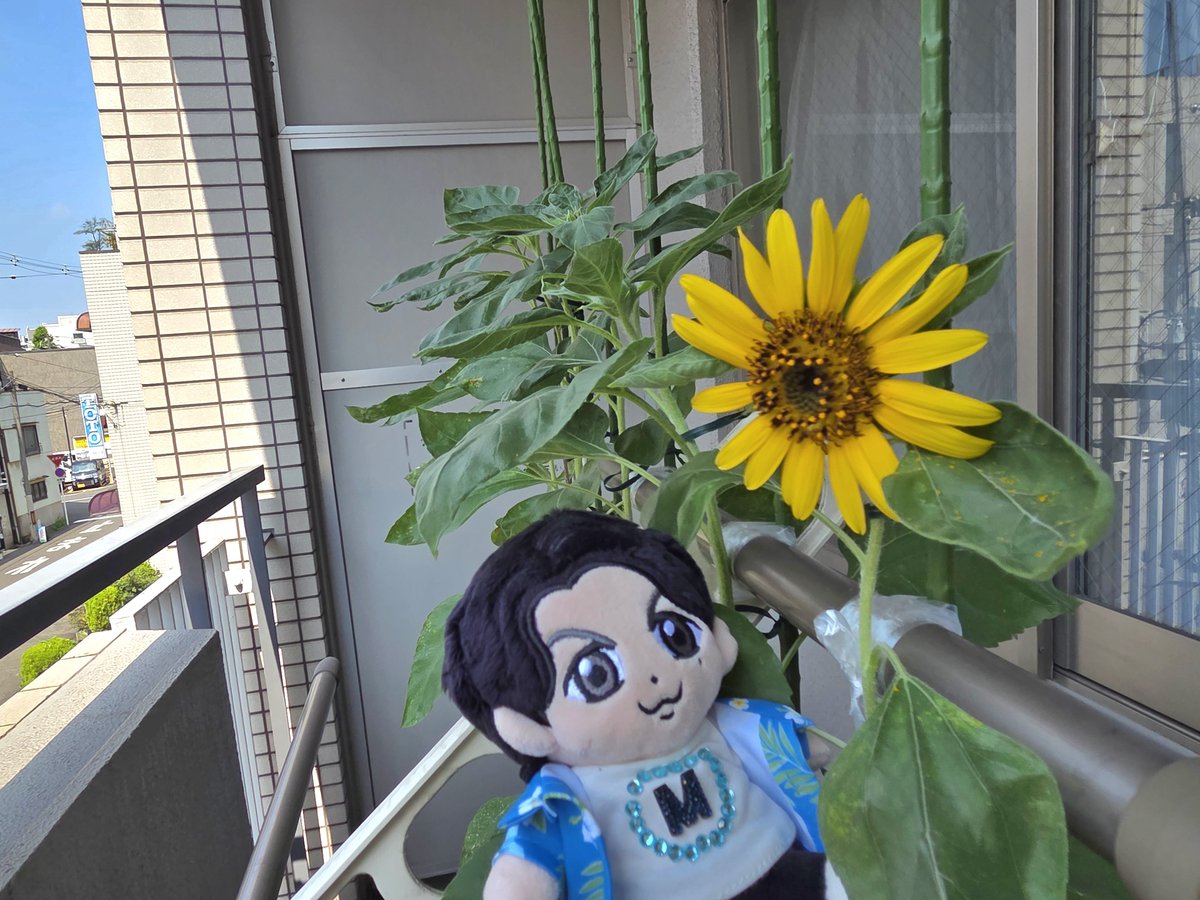 f_tk829's tweet photo. 今年もましゃわりちゃん🌻
咲きました➰
小さくてかわいい～✨
さっそく、ちぃましゃくんと記念撮📸
種できたらいいなぁ🌱
#25代目未来の種
#BROS1991 https://t.co/pdM89TYgnY
