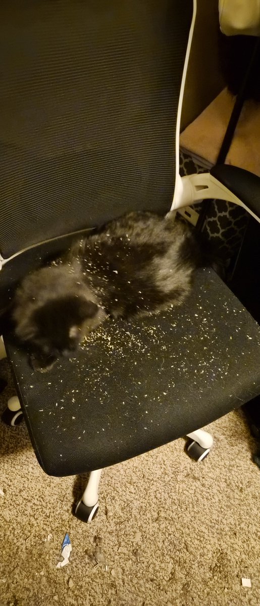 RhorGath's tweet photo. @VorosTwins I made a "small" pile of catnip on my chair. It seemed like a good idea, until Nyx found it. My own fault for naming her after a primordial chaos goddess, really https://t.co/IPbyyN1Fkm